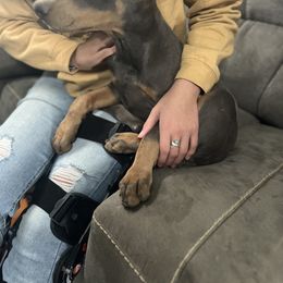 Doberman Pinscher Puppies from Morningstar Kennel