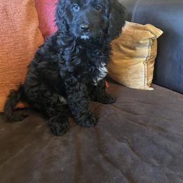 JoJo - Boy - Black and white male Cavapoo puppy in Tempe, Arizona from Springerdoodles Plus AZ