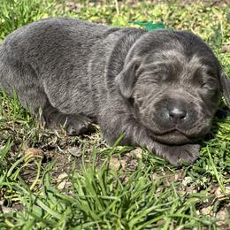 Boy 2 - male Labrador Retriever puppy in Little Rock, Arkansas from Charcoal And Silver Labs