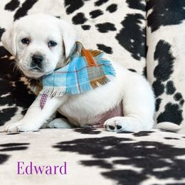 Boy -6 th pick - Yellow Labrador Retriever puppy in Mt. Vernon, Texas from Bohlken Labradors