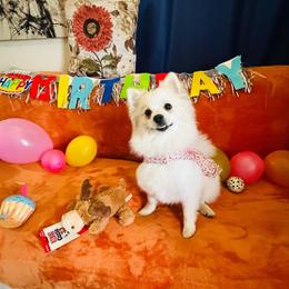 Terri - Cream female Pomeranian puppy in St. Louis, Missouri from Saint Louis Pomeranian babies