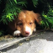 Nova Scotia Duck Tolling Retriever Puppies from WyldeWater Tollers