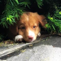 Nova Scotia Duck Tolling Retriever Puppies from WyldeWater Tollers
