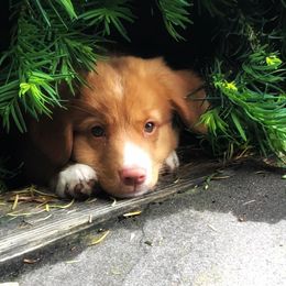 Nova Scotia Duck Tolling Retriever Puppies from WyldeWater Tollers