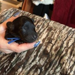 Blue Collar Mr. Bread and Butter - Black and cream male Dachshund puppy in Hutto, Texas from R.G. Dachshunds