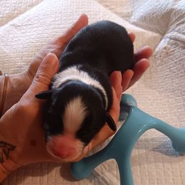 Orbit - Black tri male Miniature American Shepherd puppy in Ruffin, North Carolina from Valkyrie Adventures