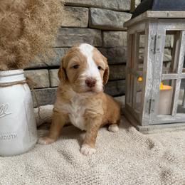 Livvy Lou - Red female Bernedoodle puppy in Hackleburg, Alabama from The Doodle Patch