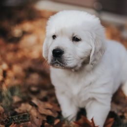Goldendoodle and Golden Retriever Puppies from Canterbury Canines