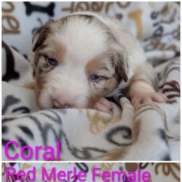 Coral - Red merle female Australian Shepherd puppy in Squaw Valley, California from A&M Australian Shepherds