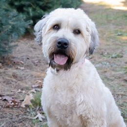 Soft Coated Wheaten Terriers from Legacy Wheatens