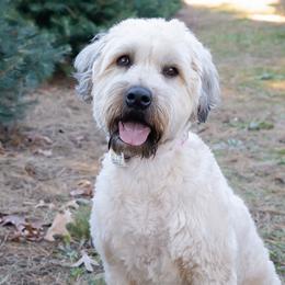 Soft Coated Wheaten Terriers from Legacy Wheatens