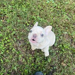French Bulldog Puppies from Cocoskennel