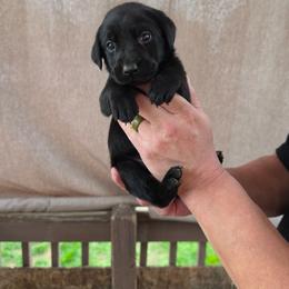Male 1 - Black male Labrador Retriever puppy in Hebron, Kentucky from Top Notches Labrador Retrievers