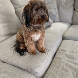 Autumn - Havanese