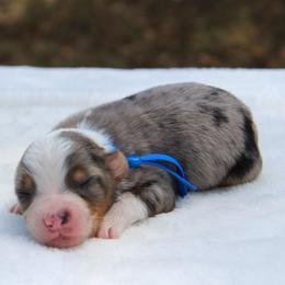 Oakley - Blue merle male Miniature Australian Shepherd puppy in Bauxite, Arkansas from J & B Mini Aussies
