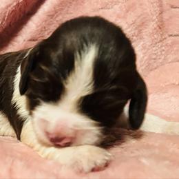 Kitty - Liver and white female English Springer Spaniel puppy in Liverpool, Pennsylvania from Breezy Acres Stock & Sporting Dogs