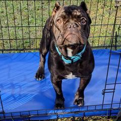 American Bulldog, French Bulldog, and Shorty Bull Puppies from Bingham's Bulldogs LLC