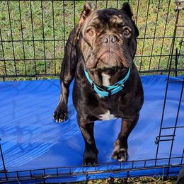 American Bulldog, French Bulldog, and Shorty Bull Puppies from Bingham's Bulldogs LLC