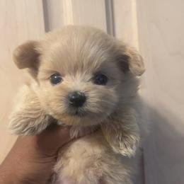 Mahiro - Cream female Maltipoo puppy in Long Island, New York from Minipaws kennel