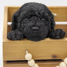 Comet - Black Collar - Black male Labradoodle puppy in Lehi, Utah from Our Little Farm Life Doodles