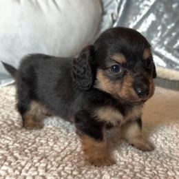 Dior - Black and cream male Dachshund puppy in Gladewater, Texas from Devoted Dachshunds