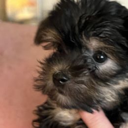 Girl 2 - Black and tan Yorkshire Terrier puppy in Elizabeth, Indiana from Dwayne’s Yorkshire Terriers