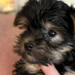 Girl 2 - Black and tan Yorkshire Terrier puppy in Elizabeth, Indiana from Dwayne’s Yorkshire Terriers