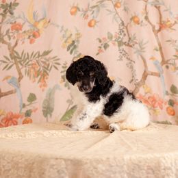 Poodle Puppies from Setting the Standard Poodles