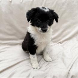 Female I - Black and white female Border Collie puppy in Okeechobee, Florida from Cowtown Corgis & Border Collies