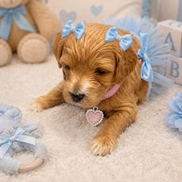 Prescious - Cream female Goldendoodle puppy in Aurora, Illinois from Chicago Goldendoodles