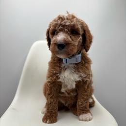 Doby - Apricot male Goldendoodle puppy in Creston, Ohio from Mini Doodles Dandy