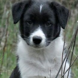Border Collies from Our Gang BorderCollies