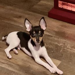 Toy Fox Terrier Puppies from Johnfox Toy Fox Terriers