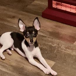 Toy Fox Terrier Puppies from Johnfox Toy Fox Terriers