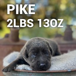 Pike - Charcoal male Dilute Retriever puppy in Puyallup, Washington from 12 Door Farm Labradors