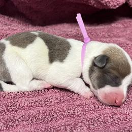 Girl 1 - Sable female Pembroke Welsh Corgi puppy in Ocala, Florida from Dolan Farms Corgis
