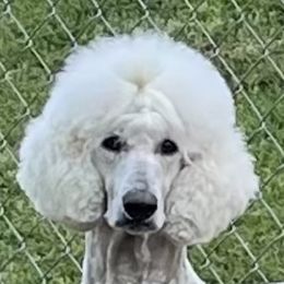 Asia - Poodle