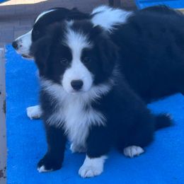 Beige color collar,ribbon - Black and white male Border Collie puppy in Litchfield Park, Arizona from Dragonfly BC Puppies (Champion Lineage)