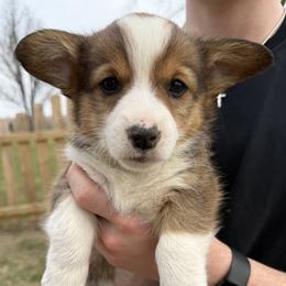 Rowan - Sable male Pembroke Welsh Corgi puppy in Paxton, Illinois from McGovern Family Corgis