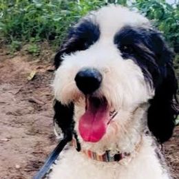 Cavapoos, Goldendoodles, Poodles, and Sheepadoodles from Show Me Doodles
