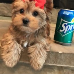 Maltese and Yorkshire Terrier Puppies from Precious Paws Maltese and Yorkies