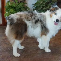 Jenny - Miniature Australian Shepherd