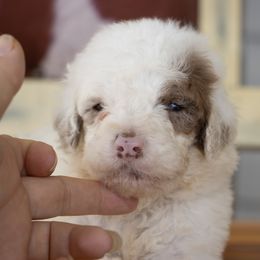 White Parti Merle - Merle male Sheepadoodle puppy in Youngstown, Florida from Wonderland’s Boujie Kennels