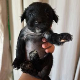 DaoDog Odin Norse God - Black male Chinese Crested puppy in Highland Park, Michigan from Family Kennel Dao Dog