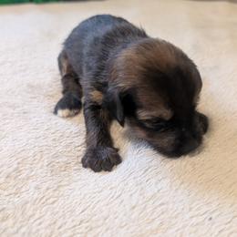 DaoDog Quasar X-ray - Palomino male Chinese Crested puppy in Highland Park, Michigan from Family Kennel Dao Dog