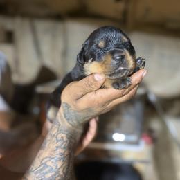 Boy 2 - Black and mahogany male Rottweiler puppy in Jeffersonville, Indiana from Rottweiler von knight enterprise