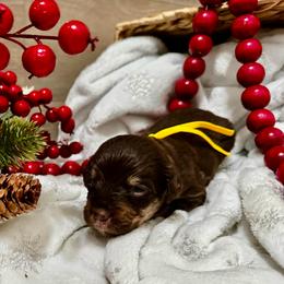 Cyndi Lauper - Brown female Bernedoodle puppy in Gilbert, Arizona from The Berne Barn... it’s a Doodle thing!