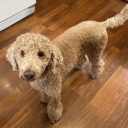 Molly - Poodle