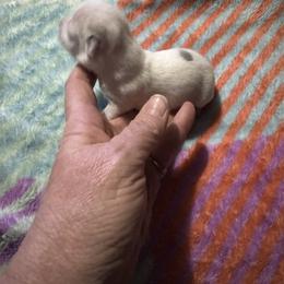 Chihuahua and Pembroke Welsh Corgi Puppies from Stephanie’s Corgi Colony