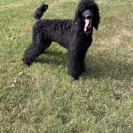 Poodles from ‘Umata Promise Poodles